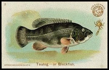 2 Tautog or Blackfish